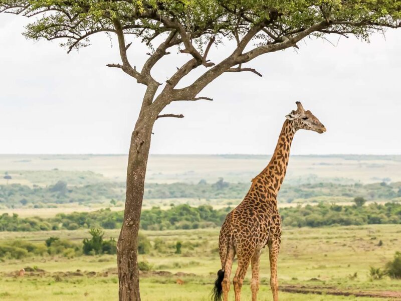 Kenya Safari Accessibility Guide