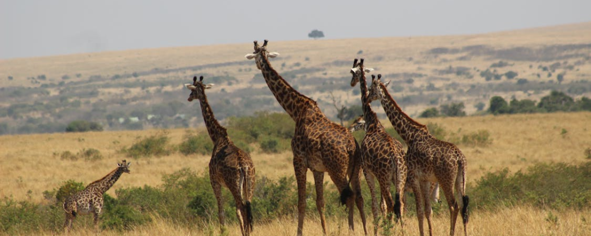 Kenya Safari Corporate Groups