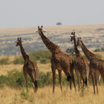 Kenya Safari Corporate Groups