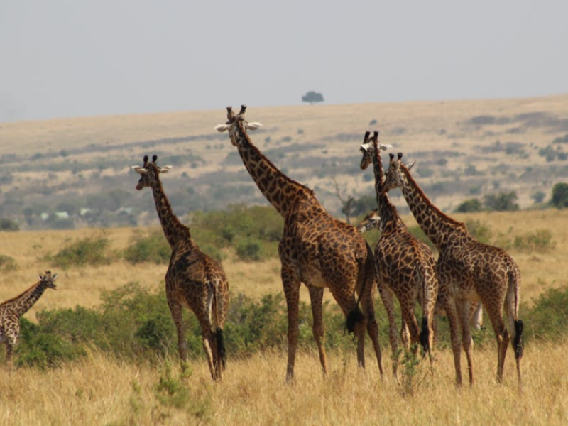 Kenya Safari Corporate Groups