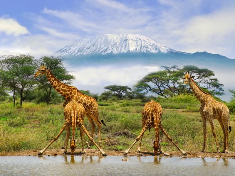 Kenya Safari Custom Itineraries