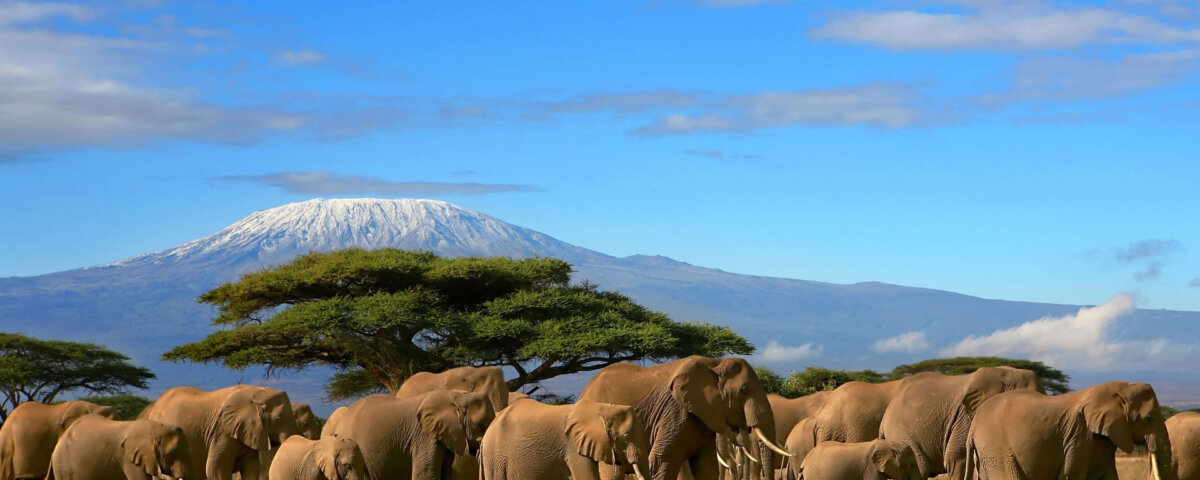 Kenya Safari Holiday Packages