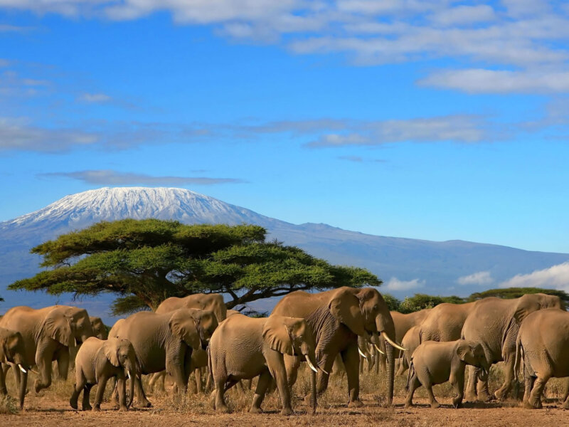 Kenya Safari Holiday Packages