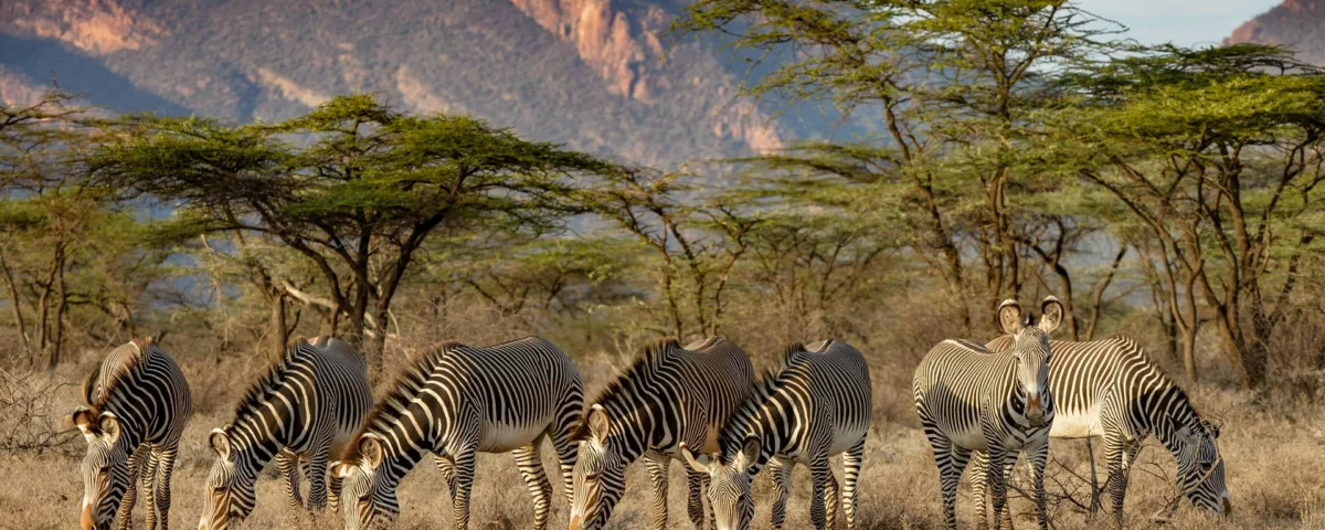Kenya Safari Regional Highlights