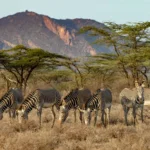 Kenya Safari Regional Highlights