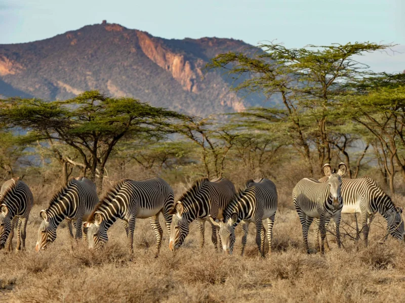 Kenya Safari Regional Highlights