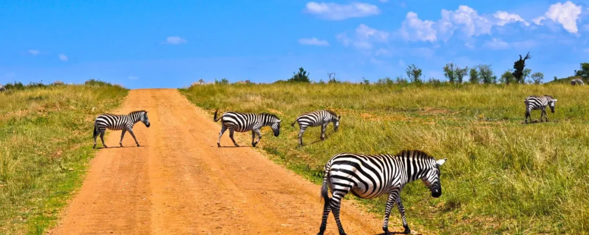 Kenya Safari Road Trip 