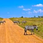 Kenya Safari Road Trip