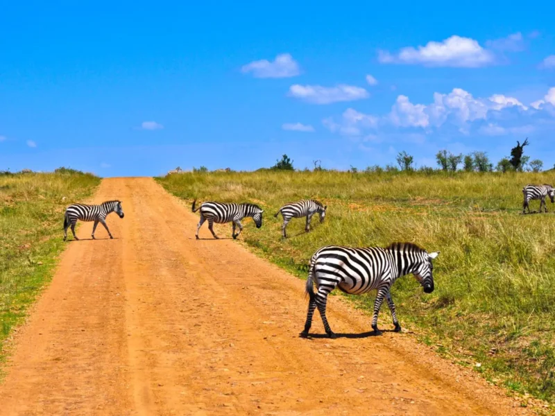 Kenya Safari Road Trip 