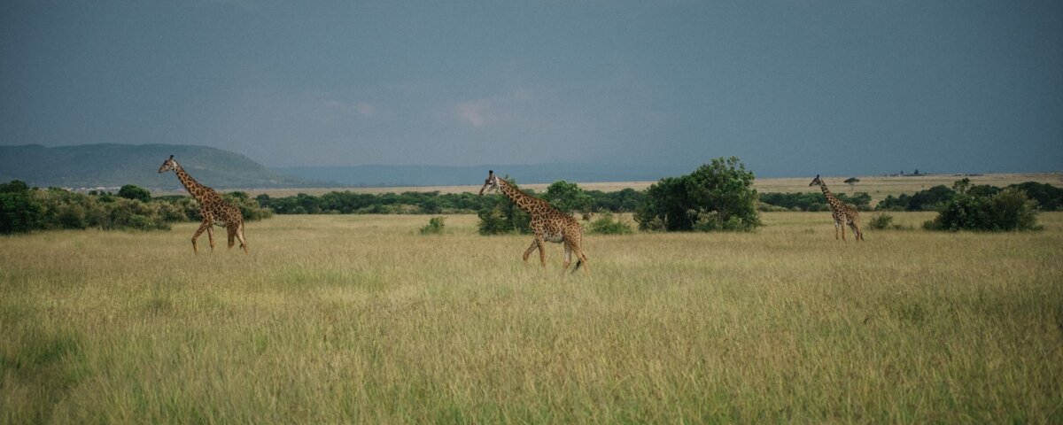Kenya Safari for Conservation Travelers