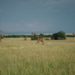 Kenya Safari for Conservation Travelers