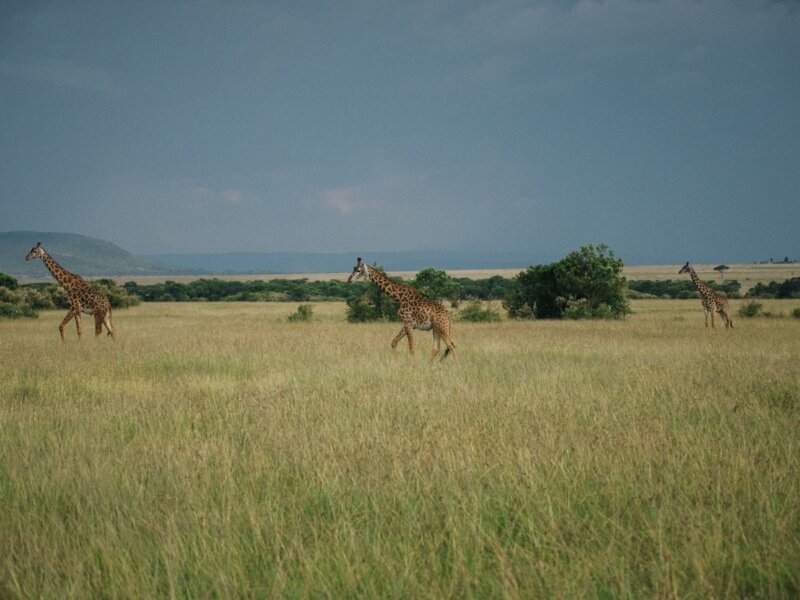 Kenya Safari for Conservation Travelers