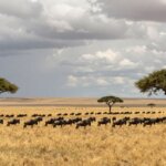 Kenya Safari for Elders