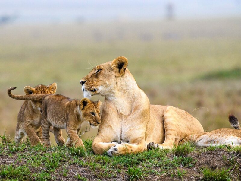 15 Days Tanzania Safari Packages