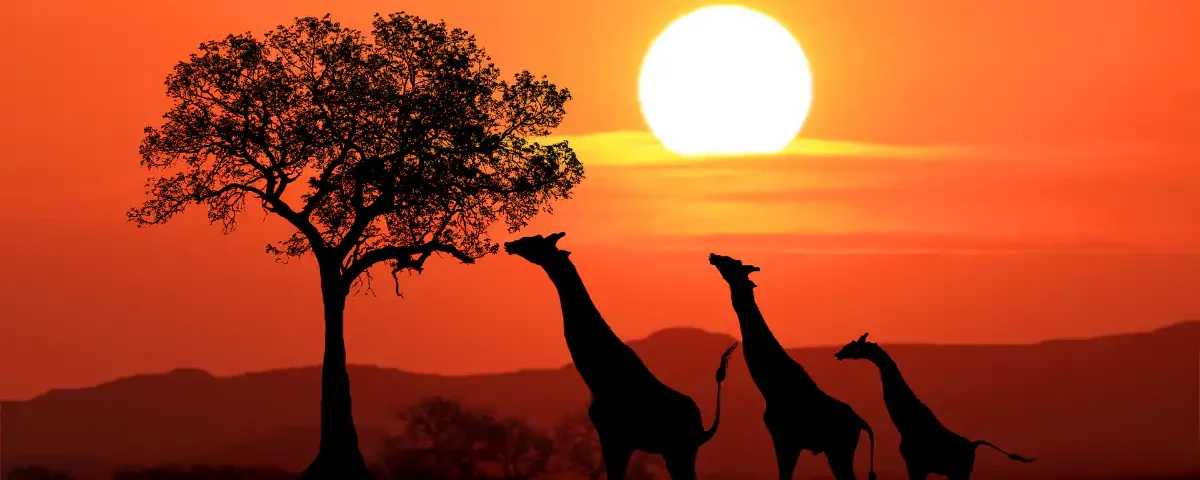 Kenya Travel Logistics Guide
