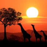 Kenya Travel Logistics Guide