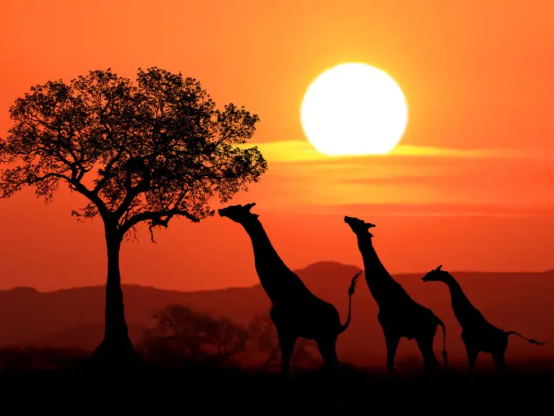 Kenya Travel Logistics Guide