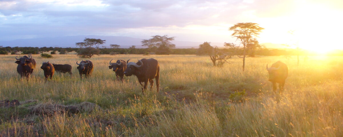 Kenya Wildlife Facts and Insights