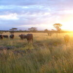 Kenya Wildlife Facts and Insights