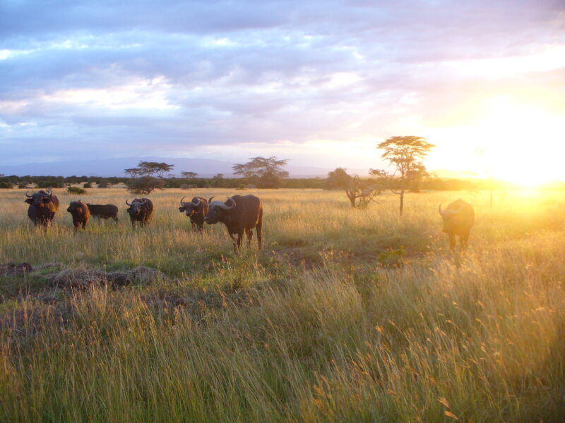 Kenya Wildlife Facts and Insights