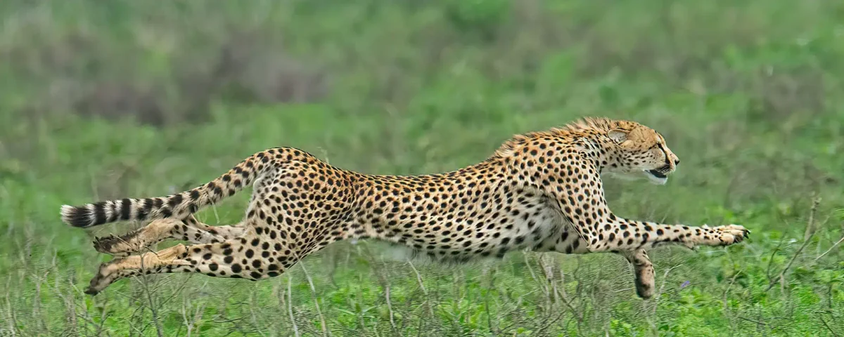 Kenya Wildlife Photography Locations