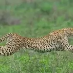 Kenya Wildlife Photography Locations