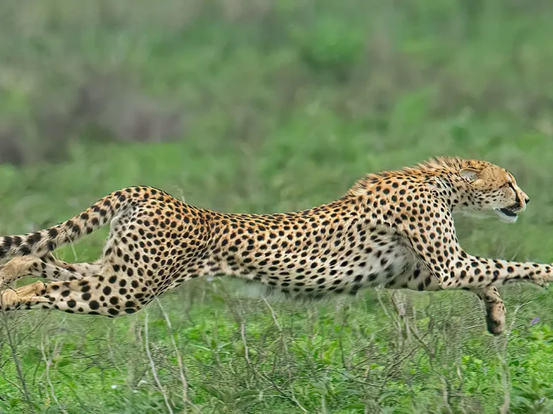 Kenya Wildlife Photography Locations