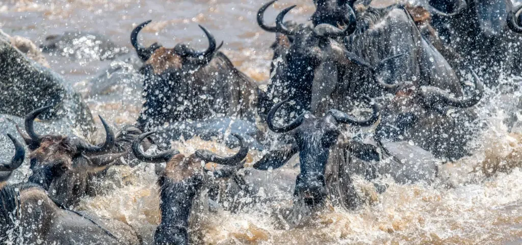Kenya Wildlife Research Experiences