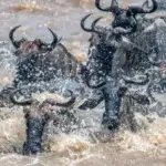 Kenya Wildlife Research Experiences