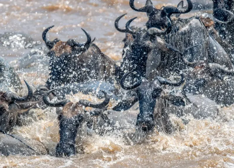 Kenya Wildlife Research Experiences