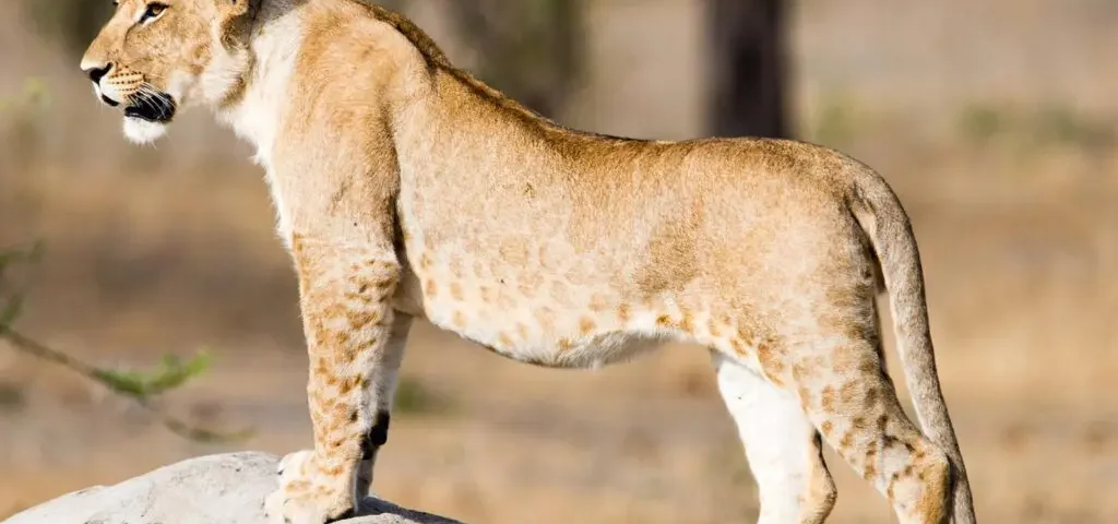 July Tanzania Safari Packages