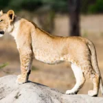 July Tanzania Safari Packages