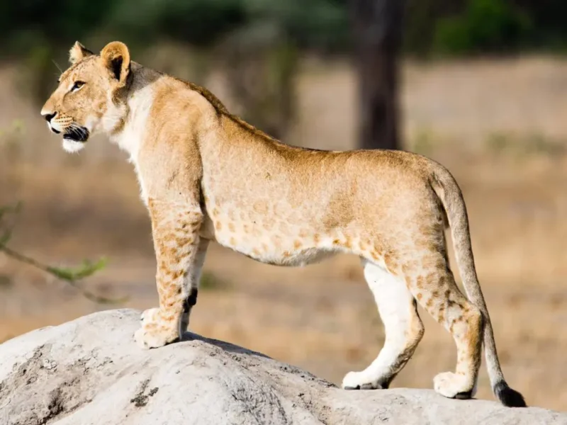 July Tanzania Safari Packages