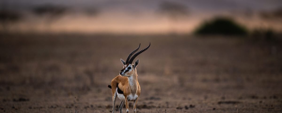 Maasai Mara Conservation Efforts