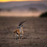Maasai Mara Conservation Efforts