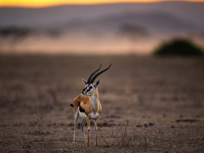 Maasai Mara Conservation Efforts