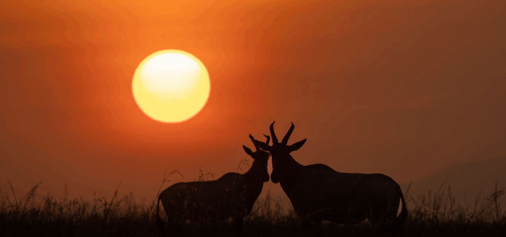 Maasai Mara Golden Hour