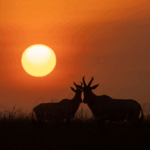 Maasai Mara Golden Hour