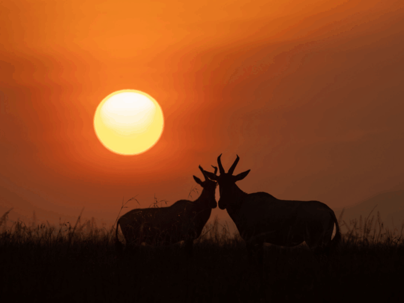 Maasai Mara Golden Hour