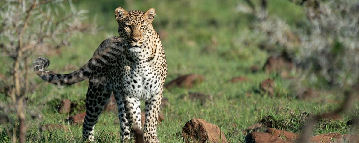 Maasai Mara Photography Tips