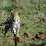 Maasai Mara Photography Tips