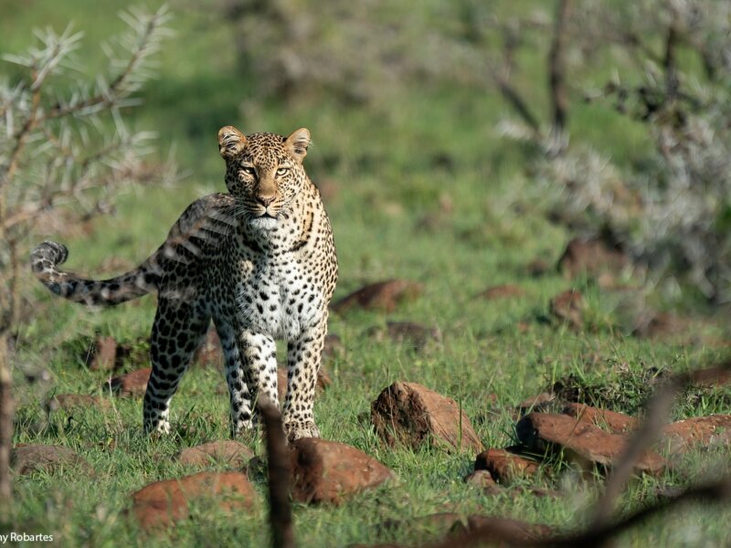Maasai Mara Photography Tips