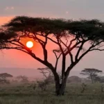 Maasai Mara Safari FAQs
