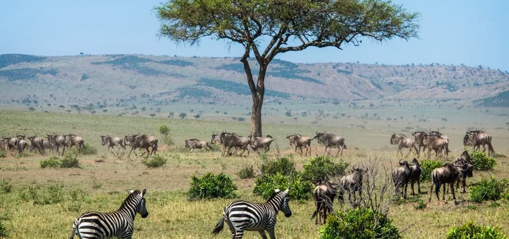 Maasai Mara Travel Experience 