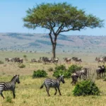 Maasai Mara Travel Experience