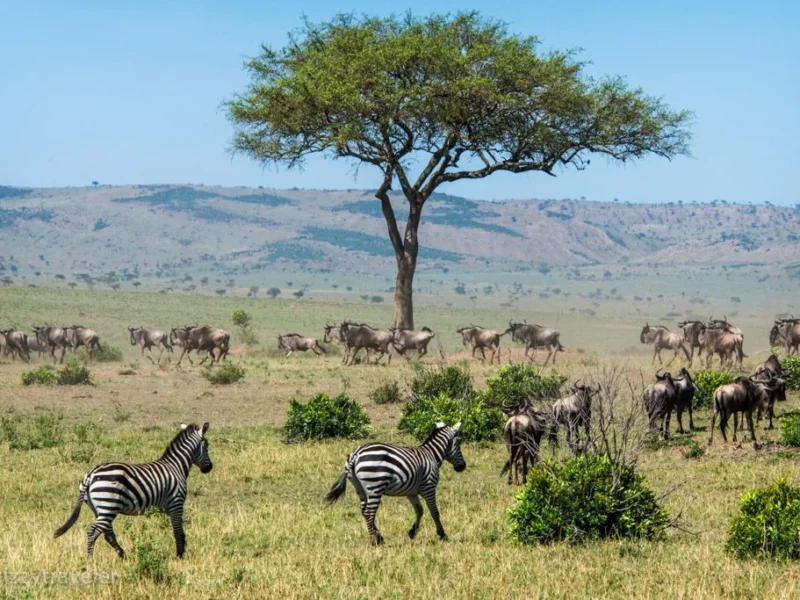 Maasai Mara Travel Experience 