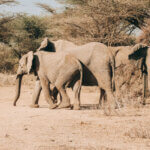 Maasai Mara Travel Tip
