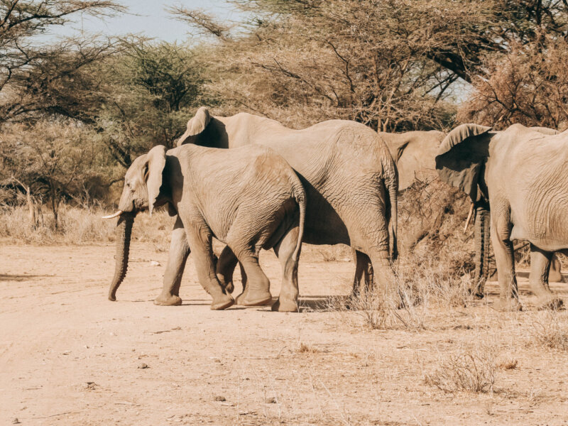 Maasai Mara Travel Tip