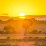 Maasai Mara Travel Tips