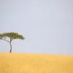 Maasai Mara Wildlife Checklist